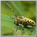 Saperda scalaris - Leiterbock 02.jpg